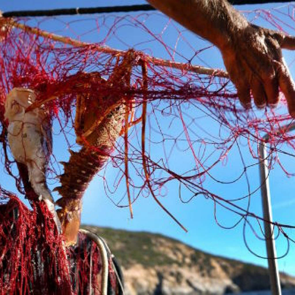 Dalle Acque Del Tirreno Un Nuovo Presidio Slow Food La Pesca